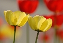 69 Blume DDD_3642 Kopie